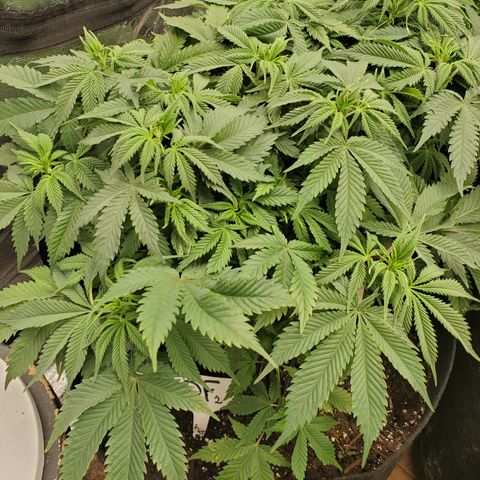 DF2 growlog timeline photo
