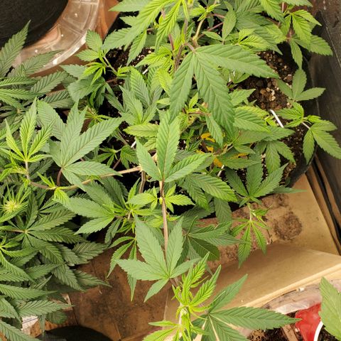 GSC1 growlog timeline photo