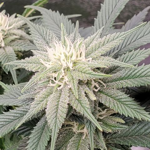 Spain(WW) growlog timeline photo