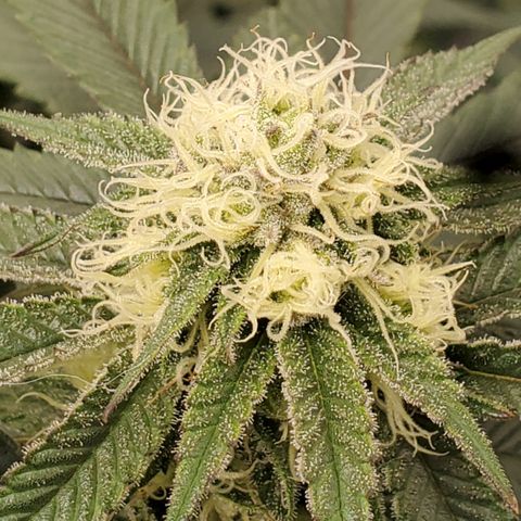 SD growlog timeline photo