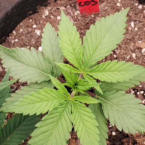 COS1 growlog timeline photo