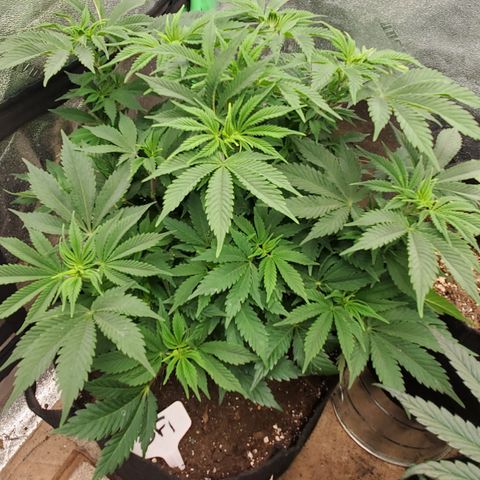 DF1 growlog timeline photo