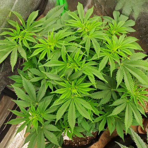 DF1 growlog timeline photo