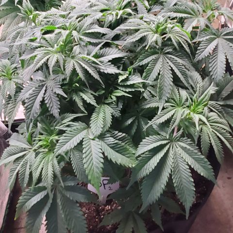 DF2 growlog timeline photo
