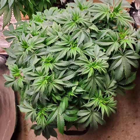 DF2 growlog timeline photo