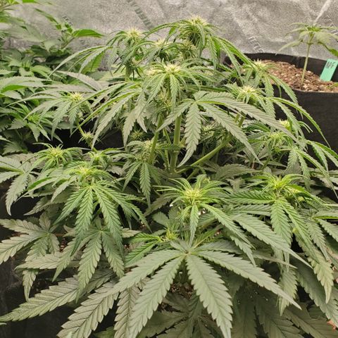 GCA growlog timeline photo