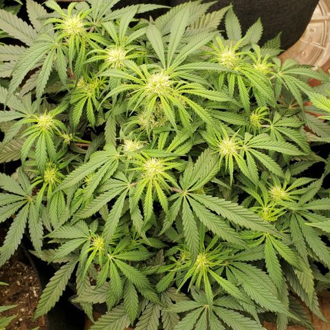 GCA growlog timeline photo