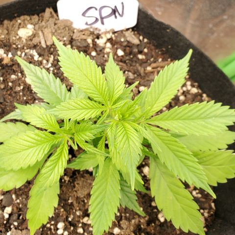 WW3 growlog timeline photo