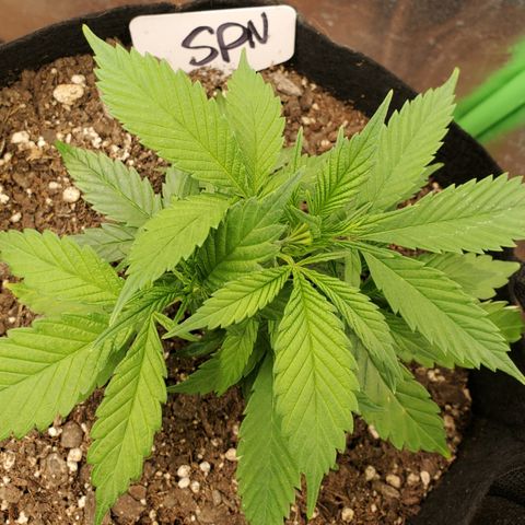 WW3 growlog timeline photo