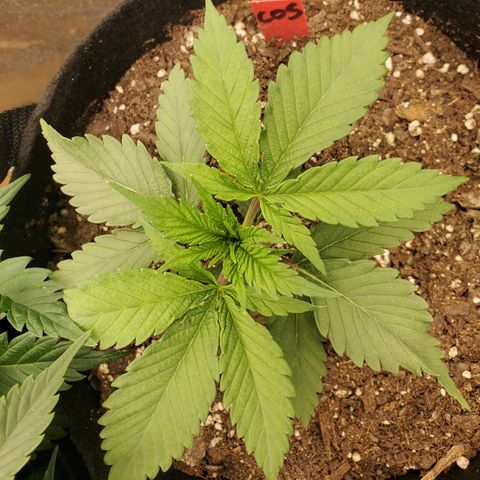 COS1 growlog timeline photo