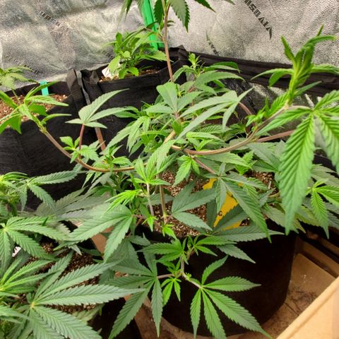 GSC1 growlog timeline photo