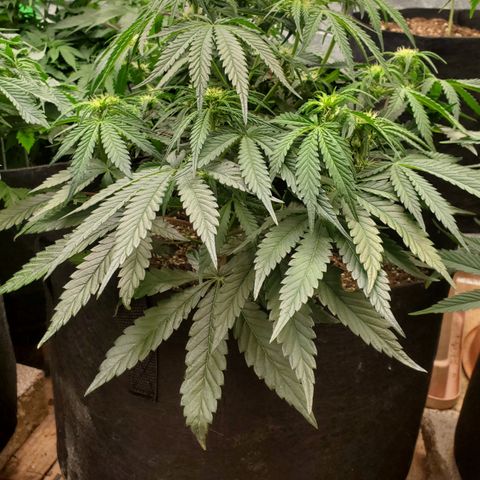 GCA growlog timeline photo