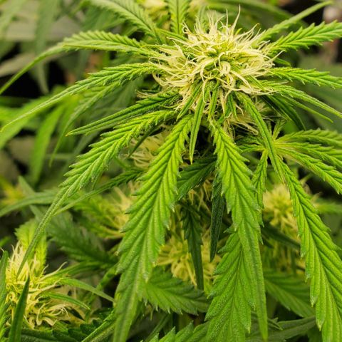 GCA growlog timeline photo