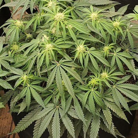 GCA growlog timeline photo