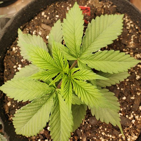COS1 growlog timeline photo