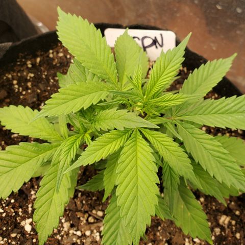 WW3 growlog timeline photo