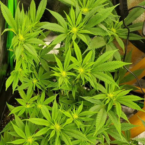 DF3 growlog timeline photo