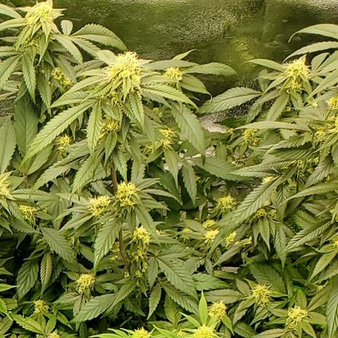 SD growlog timeline photo