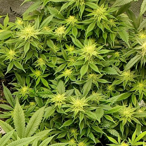 Spain(WW) growlog timeline photo