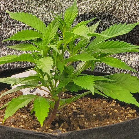 WW3 growlog timeline photo