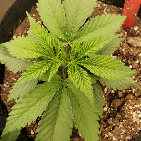 COS1 growlog timeline photo