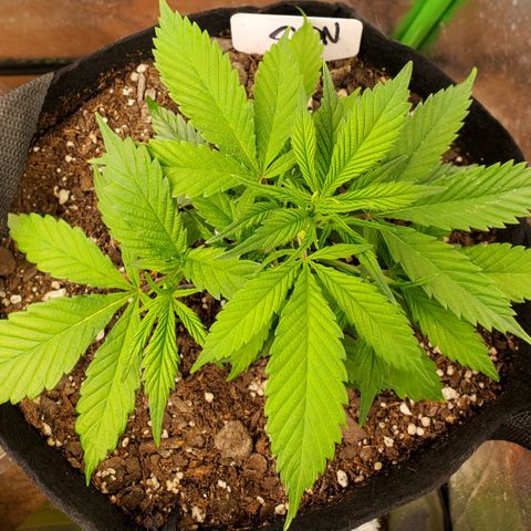 WW3 growlog timeline photo