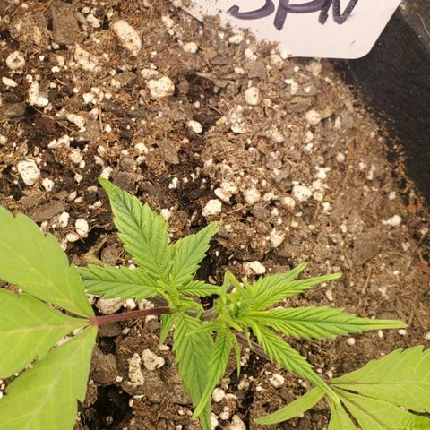 WW3 growlog timeline photo