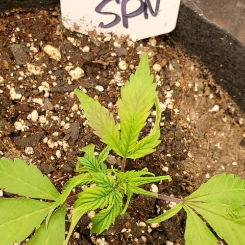 WW3 growlog timeline photo