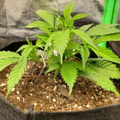 WW3 growlog timeline photo