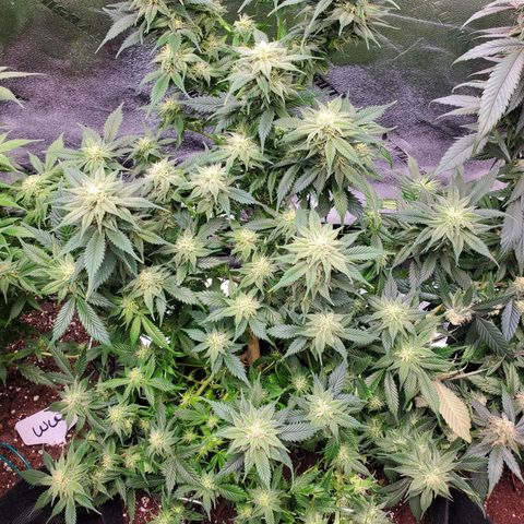 Spain(WW) growlog photo: Before and after defoliation of Spain.
