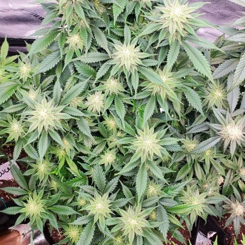 Spain(WW) growlog photo: Before and after defoliation of Spain.