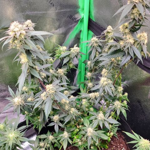 SD growlog timeline photo