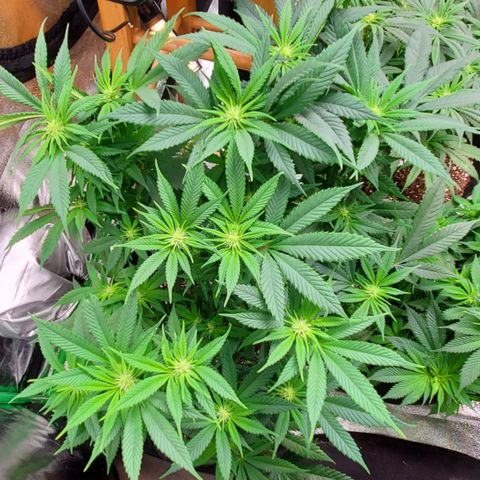 DF3 growlog timeline photo