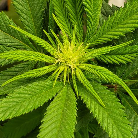 DF3 growlog timeline photo