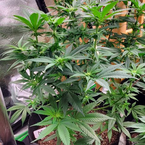 DF3 growlog timeline photo
