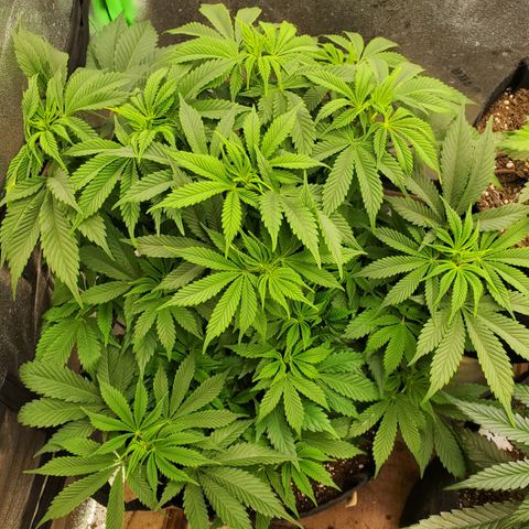DF1 growlog timeline photo