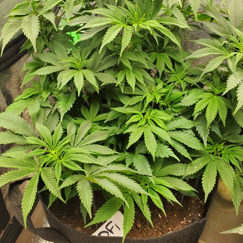 DF1 growlog timeline photo