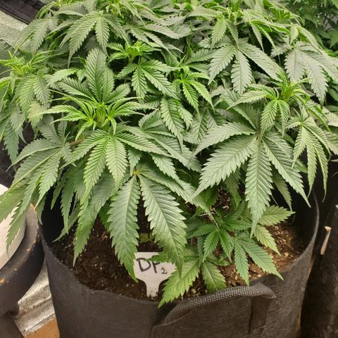 DF2 growlog timeline photo