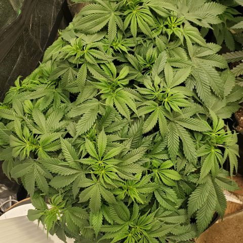 DF2 growlog timeline photo