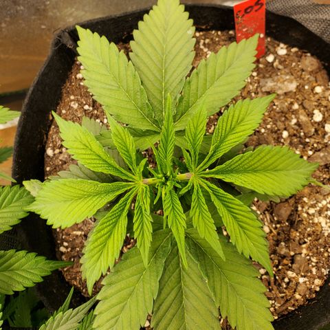 COS1 growlog timeline photo