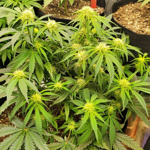 GCA growlog timeline photo