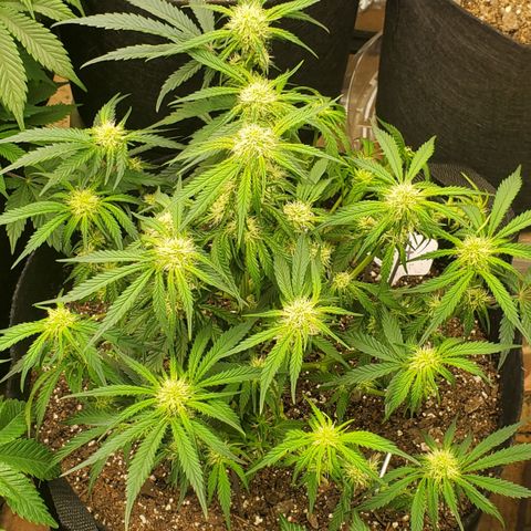 GCA growlog timeline photo