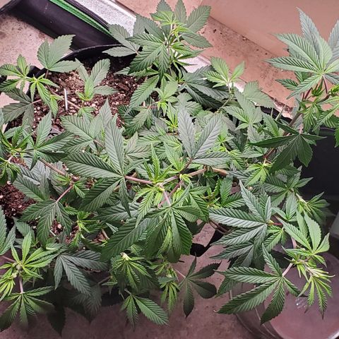 GSC1 growlog timeline photo