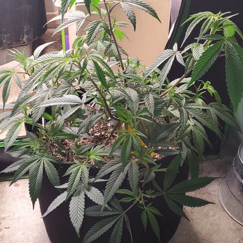 GSC1 growlog timeline photo