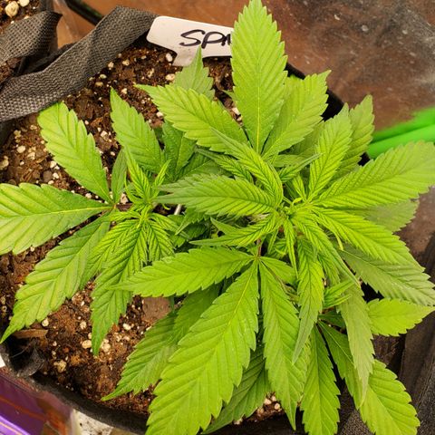 WW3 growlog timeline photo