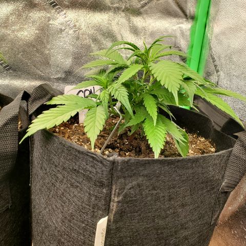 WW3 growlog timeline photo