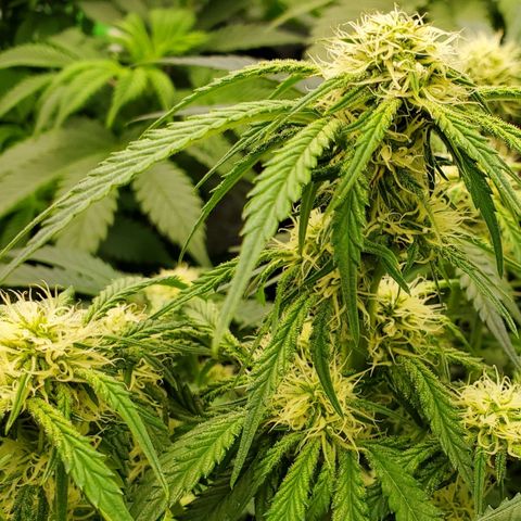 GCA growlog timeline photo