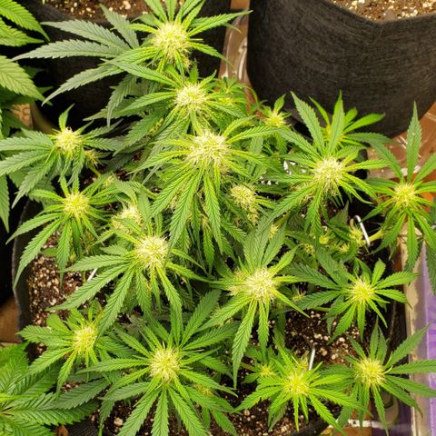 GCA growlog timeline photo