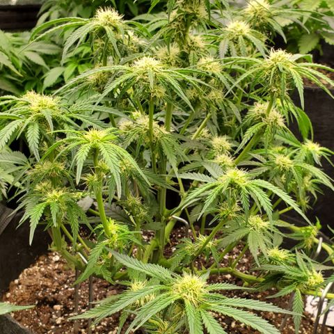 GCA growlog timeline photo