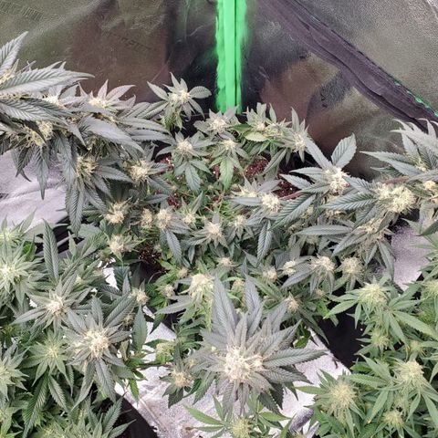 SD growlog timeline photo